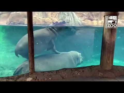 Fiona Year 5 Highlights - Cincinnati Zoo