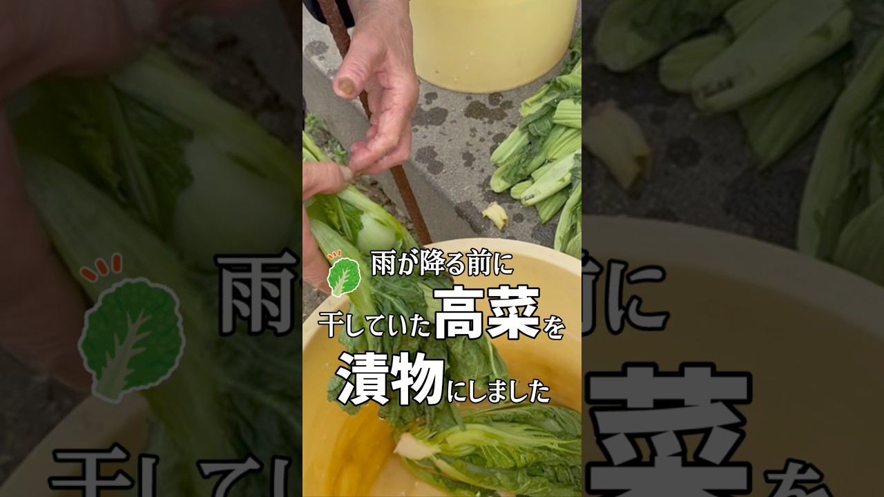 雨が降る前に干しておいた高菜を漬物にしていくばあちゃん #shorts