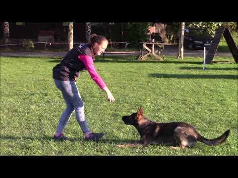 Enrique Hnědoočko - obedience - 8 months