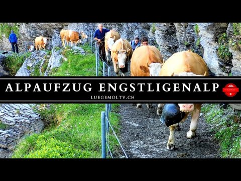 Alpaufzug Engstligenalp 2021 - Berner Oberland - Schweiz - LuegemolTV