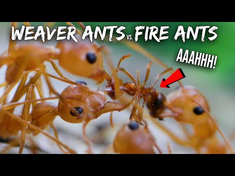 Harvester Ant Vs Fire Ant