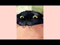 silly cat - carpe