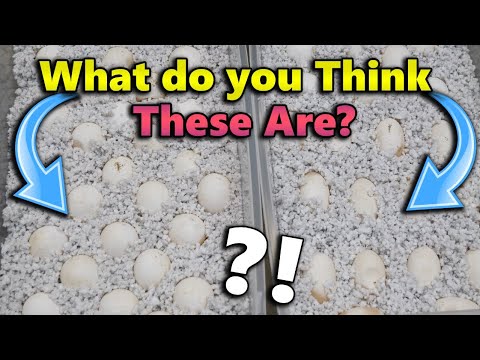 Turtle Vs Snake Eggs