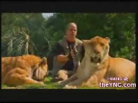 world bigest cat [ liger ]