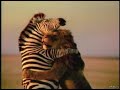 Alex And Marty Wanted Madagascar 3 Madagascar Wanted Shorts