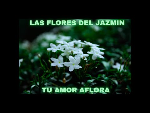 TU AMOR AFLORA - LAS FLORES DEL JAZMÍN