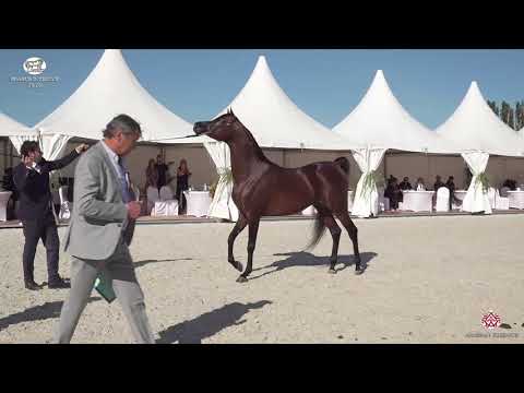 N 63 HATEM ATHBAH   Prague 2020   Intercup   4 6 Years Old Stallions Class 10