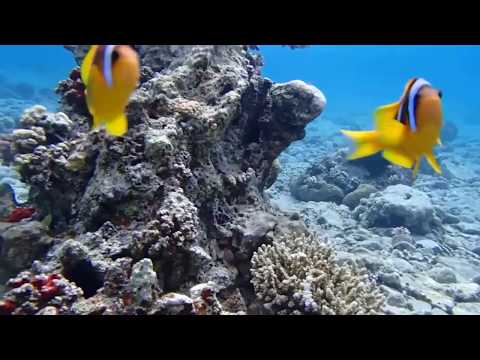 The most beautiful underwater world in the Red sea
