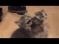 Cats and kittens meowing for 10 straight hours