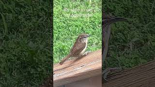 Download lagu “Hei, hei! Kamu di Wilayahku!” Suara Seruan Burung Wren Carolina 🐦🎼 mp3