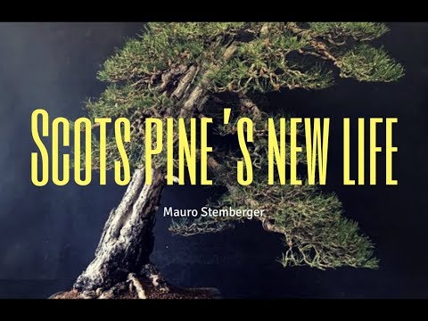 Scots Pine´s New Life