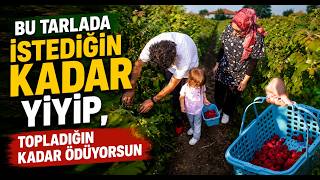 Bu Tarlada İstediğin Kadar Yiyip, Topladığın Kadar Ödüyorsun
