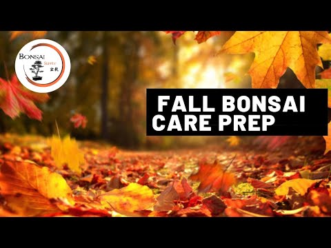 Fall Bonsai Care Prep - The Bonsai Supply
