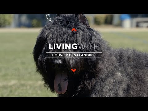 ALL ABOUT LIVING WITH BOUVIER DES FLANDRES