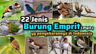Download lagu 22 Types of Sparrows Found in Indonesia mp3