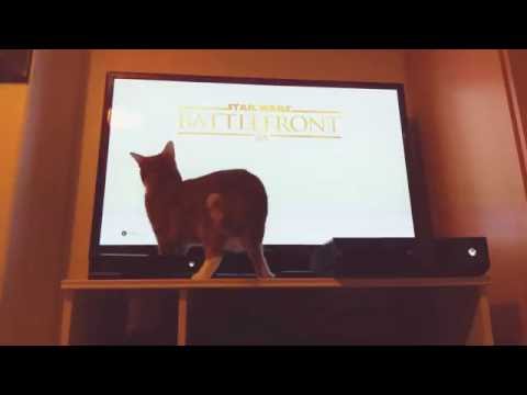 Batman the Jedi cat using the force