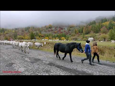 TRANSUMANZA ALLA FIERA DEI DES LOCALITA' MELEZE' A BELLINO IN VALLE VARAITA (CN) LUN. 10 - 10 - 2022