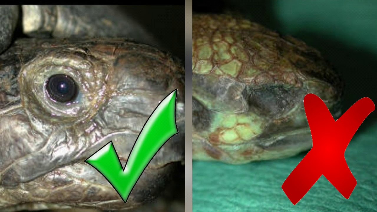 Come capire se la vostra tartaruga di terra può affrontare il letargo!