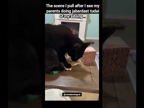 Mera jitna sundar, susheel insaan tumne jindagi mein kabhi dekha nahi hoga #relatable #funny #cat