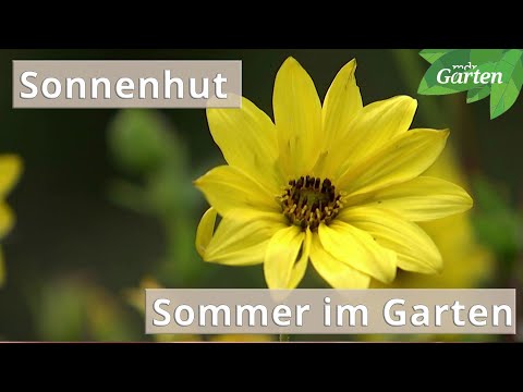 Sonnenhut: Sommer im Garten | MDR