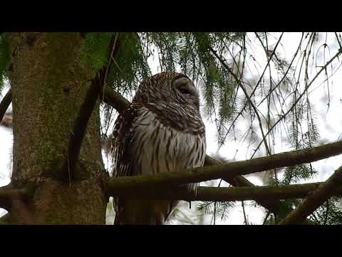 A Barred Owl at the Rocky River Park