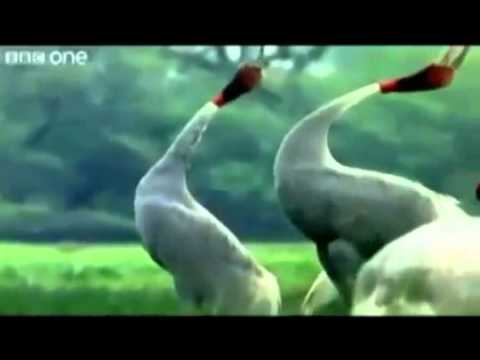 PUNJABI TOTAY  Punjabi Totay   Funny Animals  HQ  mp4