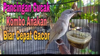 Download lagu Burung Kecial kombo Gacor Untuk Terapi Burung Cucak Kombo Malas Bunyi / Pancingan Cucak Kombo Anakan mp3