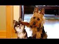 Funny Guilty Dogs Compilation
