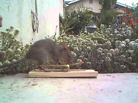So Easy a Roof Rat (Rattus rattus) Can Do It!