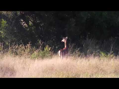 Djuma: Lone Impala female looking around - 08:02 - 04/19/21