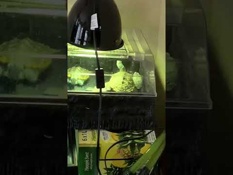 turtle happy basking time