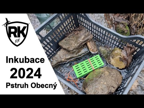 Inkubace 2024 - Pstruh Obecný