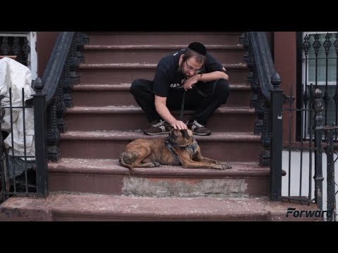 Meet Brooklyn's Fearless Hasidic Dog Walker