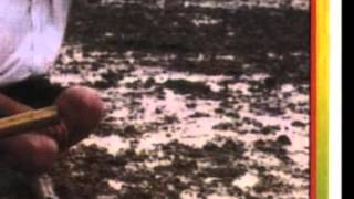 blancmange wasted.wmv