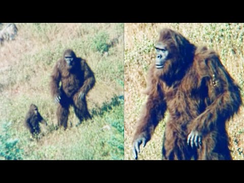 Helicopter Pilot Films Bigfoot Family Before Bear Attack, Then He Had to Help - Sasquatch Story
