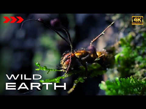 Zombie - Attack of the Killer Fungi [4K] WILD Earth
