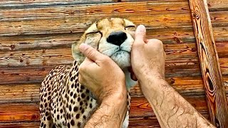 Милота🥹 Гепард так близко и так мурчит!!!| A cheetah in your palms🥹