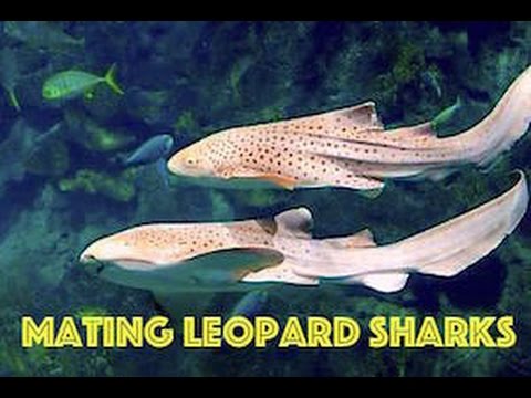 Leopard Sharks, Phi Phi Island, Thailand | Underwater HD Video by Freedom Divers Phuket