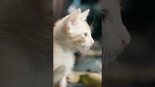 ねこ ネコ 猫 Cat 2 #Shorts