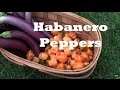 One Habanero Pepper Plant Produced Dozens and Dozens of Peppers.