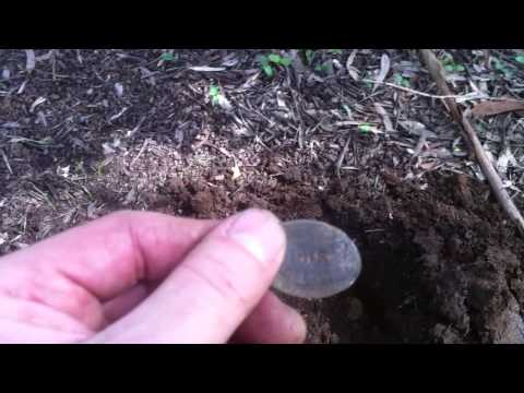 CTX 3030 Finds 1887 South Australia Jubilee International Exhibition Medallion