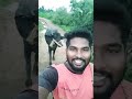 Buffalo Heat Buffalo Meeting Dairy Farm Subscribe And Support Young And Graduate Farmer