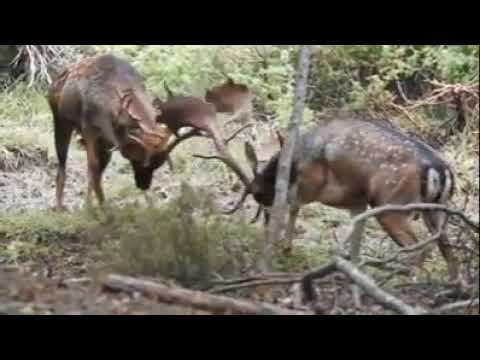 Palanconi pomellati in amore nelle Foreste Casentinesi - Dama dama