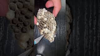 What Is Inside A Wasp Nest?