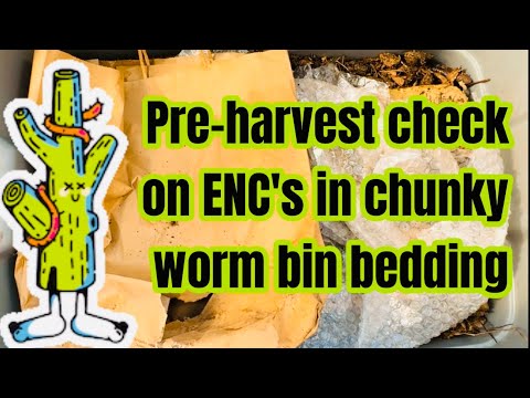 Pre-harvest check on ENC's in chunky worm bin bedding