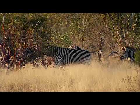 Djuma: Impalas and Zebras - 06:42 - 08/12/20
