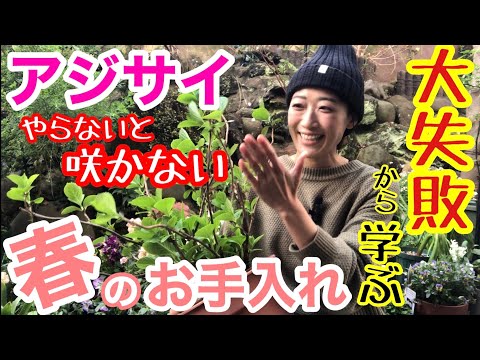 アジサイの美しい開花を保証するものは何ですか？関連する剪定、優先肥料、または雨からの保護?  庭園