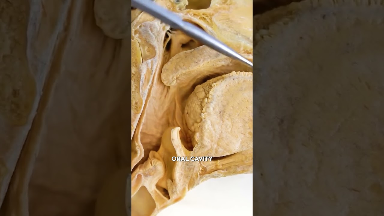 How Air Enters the Body