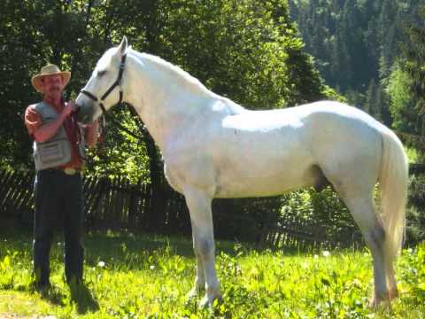 LIPIZANII ALBI de la Casa Viorel, Poiana Brasov, Coliba Haiducilor