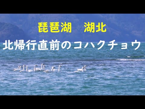 琵琶湖北帰行直前のコハクチョウ  (Tundra Swan just before northward migration  at Lake Biwa, Shiga Prefecture)